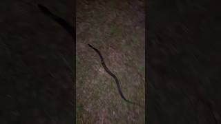 How to Catch a Watersnake [upl. by Rabbi673]