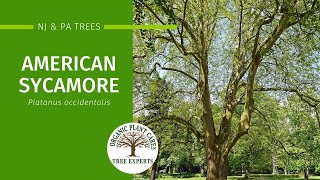 American Sycamore Description Growing Conditions Pests amp More  Organic Plant Care LLC [upl. by Atilal]