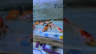 Limited try color Orenda orenda fish fishaquarium sheelafishhouseagra trycolor aquarium [upl. by Chatav]