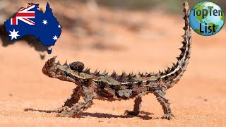 Top 15 Most Amazing Animals Of Australia [upl. by Narra]