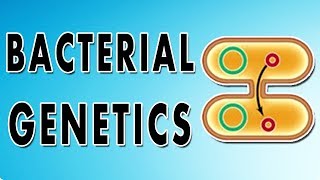 Transformation Conjugation Transposition and Transduction [upl. by Anirhtak683]