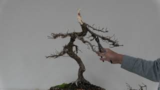 Art from a dead Bonsai [upl. by Gaughan632]