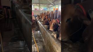 Huge Sahiwal Cattle Farm in Bangladesh 2024  Biggest cow in Bangladesh [upl. by Nolad]