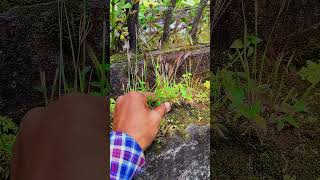 Collecting Festuca Brachyphylla Alpine Fescue from the Wall shorts [upl. by Shadow94]