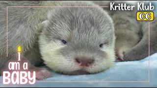 👼Meet A 31 Day Old Otter 👼 l Im A Baby Ep 16 [upl. by Akerboom240]