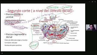 3 🧠 protuberancia 22  auxiliar lino  domingo 10 de noviembre [upl. by Johppah]