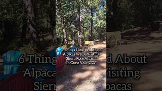 6 Things I Learned About Alpacas While Visiting Sierra Rose Alpacas in Grass Valley CA alpaca [upl. by Ycrad298]