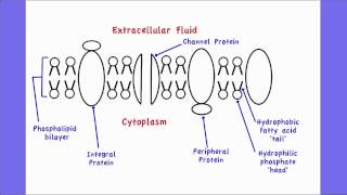 241 Draw and label a diagram to show the structure of membranes [upl. by Zadoc]