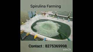 Spirulina Farming Spirulina Production [upl. by Caniff246]