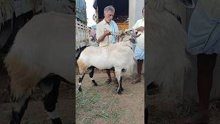 120 KGS live waight Nellore judipi bakra 120 కేజి ల నెల్లూరు జూడిపి పొట్టేలు [upl. by Zolnay]