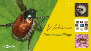 Webinar  Rasenschädlinge  Nematoden im Einsatz gegen Rasenschädlinge [upl. by Aneetsirhc]