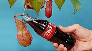 ¡Puse COCA COLA en una PLANTA CARNIVORA Nepenthes ¿Qué va a pasar [upl. by Blodgett533]