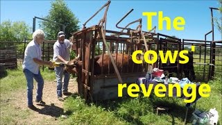 The cows revenge [upl. by Thayne]