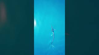 Sailfish swimming calmly along the sea surface  sailfish fishing billfish [upl. by Mischa]