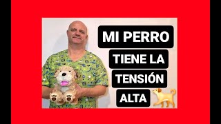 Mi perro tiene la tensión alta [upl. by Luciano]