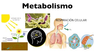 Metabolismo anabolismo catabolismo papel del ATP y las enzimas [upl. by Mauretta650]