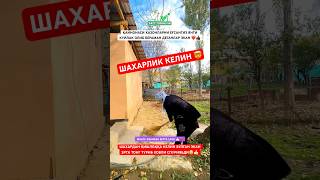 ❗️ШАХАРЛИК КЕЛИН ҚИШЛОҚДА❗️😱🔞 uzbekiatan [upl. by Gerick]