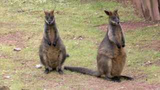 Sumpfwallabies Geschlechtsunterschiede [upl. by Hamil]