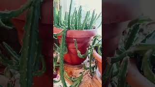 stapelia suculentas jardinmagicodejoel5697 [upl. by Otila]