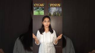 Cycas and Pinus Difference shorts neet biology [upl. by Rajiv]