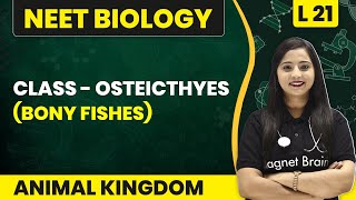 Class  Osteichthyes Bony Fishes  Animal Kingdom  L21  NEET Biology [upl. by Tniassuot948]