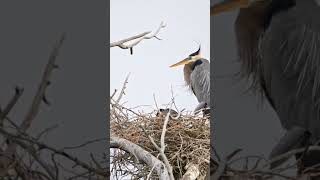 Great Bule Heron with her Chicksherons [upl. by Reginnej]