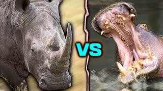 WHITE RHINO vs HIPPO  WHO WINS [upl. by Schick]