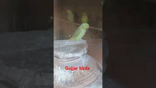 mashallah my beautiful and sweet green ringneck 🦜🦜 my YouTube channel 😍subscribe video like✌️💯✌️ [upl. by Yrennalf]