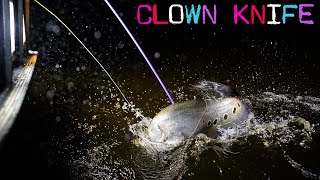 Bowfishing Invasives  The Clown Knife [upl. by Tenneb]