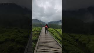 Nuansa Riung gunung sehabis hujan 🥶 explore travel kebuntehciwidey nature alamwisata shorts [upl. by Akimit]