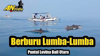 Berenang bareng lumba 2x di alam bebas  pantai lovina  bali utara [upl. by Ccasi]