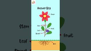 Parts Of A Plant  With Their Functions  Learning Videos For Kids partsofplants kidslearning [upl. by Ibob464]