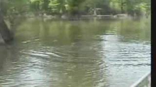 Bowfishing for Grass Carp [upl. by Keely]