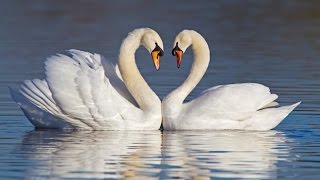 Learn How To Raise Swans [upl. by Duquette]