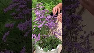 Limonium Dazzle Rocks presented by Gavin from Suttons nurseries [upl. by Garik]