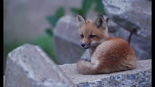 Red Fox Cub Afraid of Porcupine Quebec Canada July 2024 [upl. by Kayley]