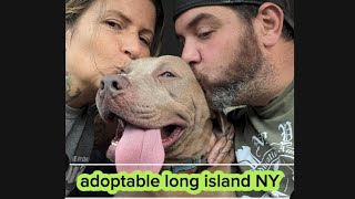 Shelter Dog Vlogs  Meet BullaCake of the New York Bully Crew [upl. by Lower]