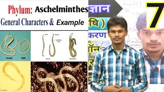 Aschelminthes characteristics and example ।। General character of Nematoda [upl. by Yung]