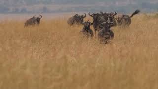 Masai Mara The Gnus Great Migration [upl. by Guenna781]