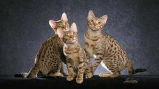 The Ocicat  an informational video [upl. by Rakel620]