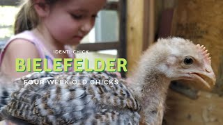 Bielefelder 4WeekOld Chicks [upl. by Hatty201]