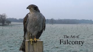 Falconry 3  The Art of Falconry [upl. by Nawk305]