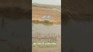 Amazing tilawat e Quran amp beautiful voice qurantilawathearttouchingvoice shortsfeed [upl. by Attlee]