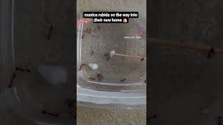 Manica Rubida colony moves into its new home an Ant Nest antkeeping ant ants antcolony redants [upl. by Broida]