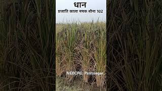 काला नमक धान  प्रजाति काला नमक बौना 102  shorts  farming  agriculture [upl. by Okimuk]