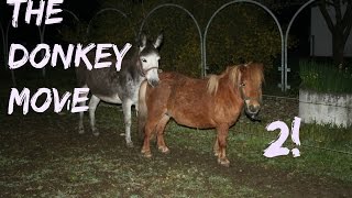 The Donkey movie 2  Donkey meets his new wife [upl. by Sualokcin57]