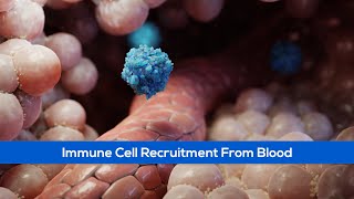 Science Animation Showing Immune Cell Recruitment [upl. by Ellezig538]