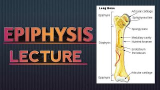 EPIPHYSIS  ANATOMY  IN HINDI [upl. by Atiekahs]