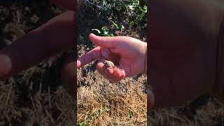 Wild Baby Lizard likes being picked up lizardhatchlingcalifornializardswildlife [upl. by Camp538]