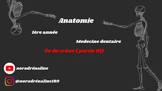 os du crâne 1 Anatomie شرح بالدارجة [upl. by Carmelita262]